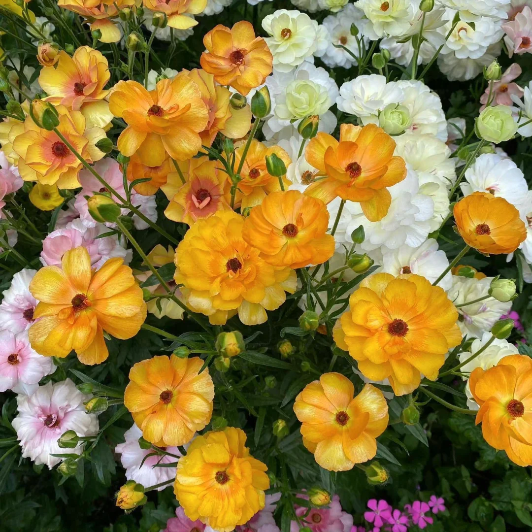 🦋 Butterfly Ranunculus Seeds