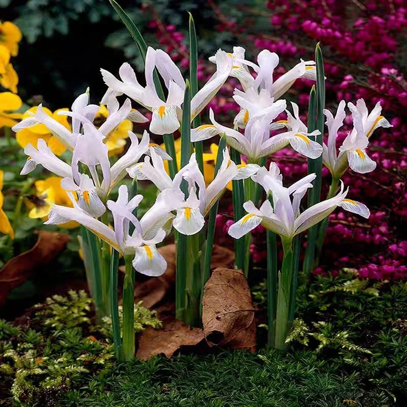 Reticulated Iris Bulbs ✨🌸The Tiny Early Bloomers for Winter-to-Spring Magic