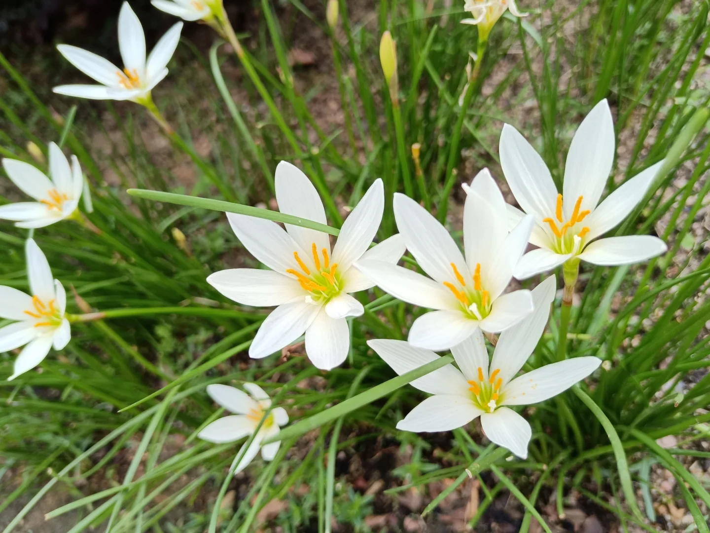 💧 Blooms After Rain – 🌼 Rain Lily Bulbs