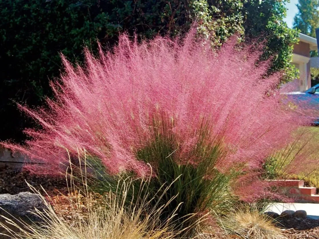 Pink Muhly Grass (Muhlenbergia capillaris) Seeds