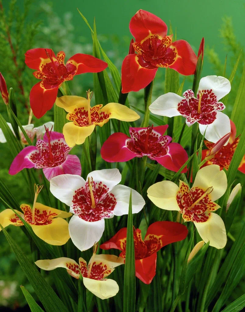 Tiger Flower Bulbs (Tigridia pavonia 'Aurea')