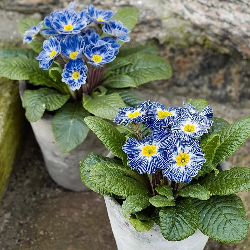 Low light 🌼 Small balcony 🌸 Plant it 🌹 Primrose