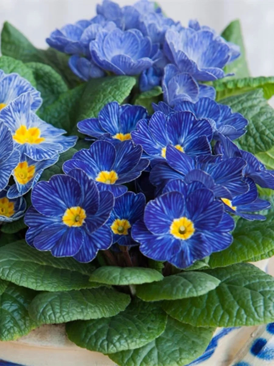 Low light 🌼 Small balcony 🌸 Plant it 🌹 Primrose