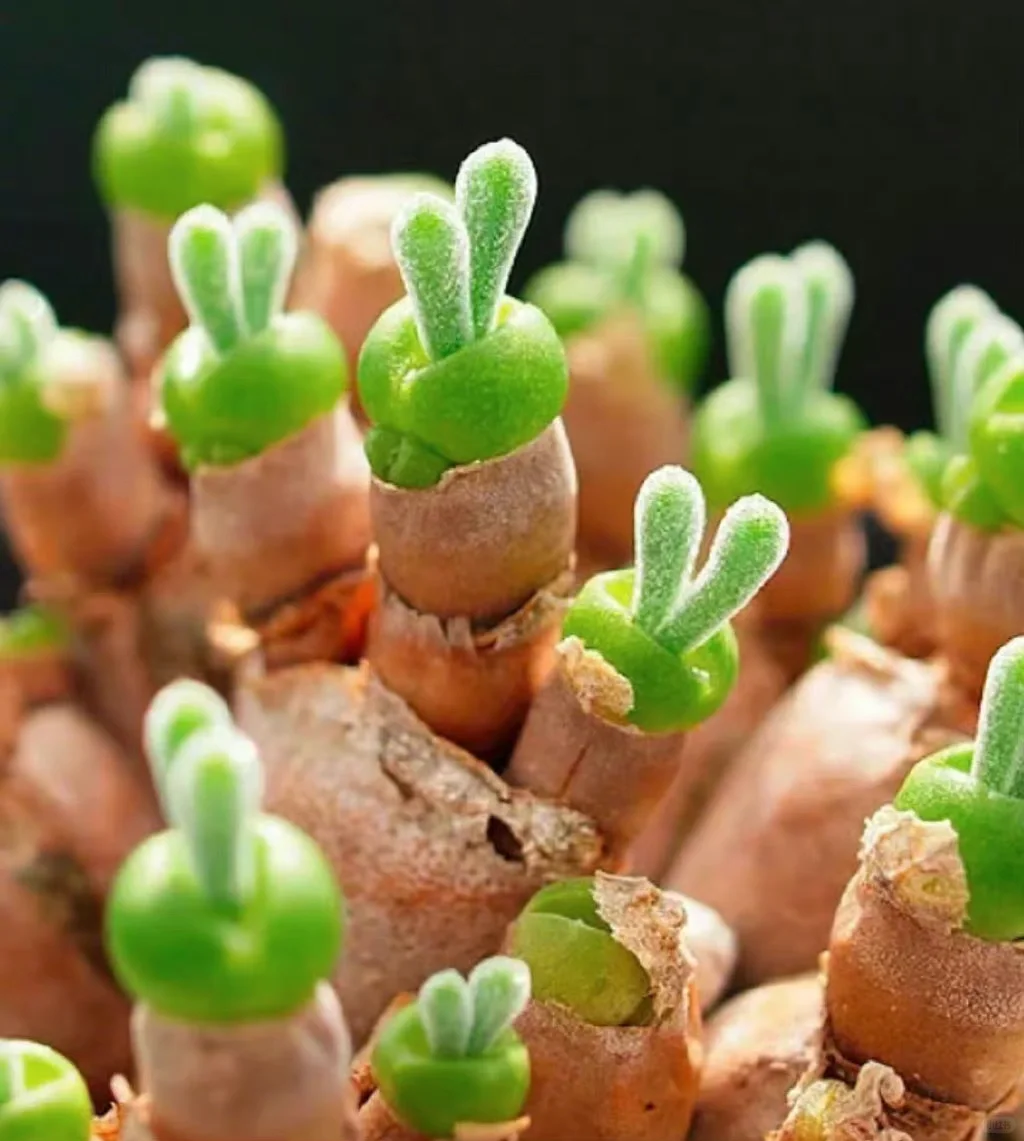 🐇"Bunny-Ear" Succulent Seeds🌍✨A living jewel