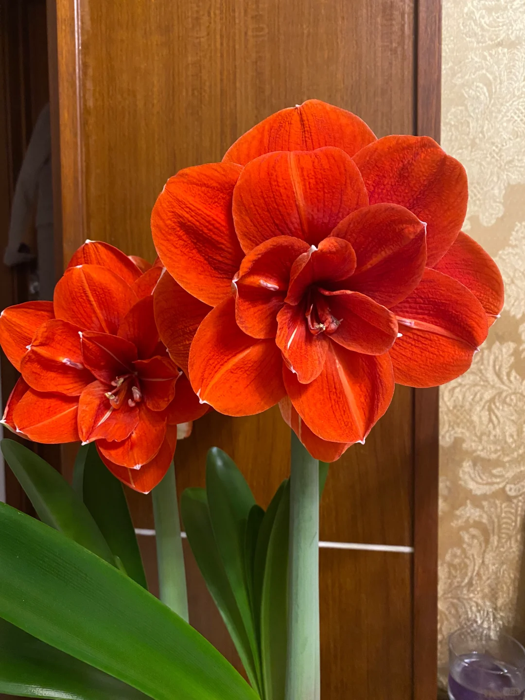 Rare Amaryllis Bulbs