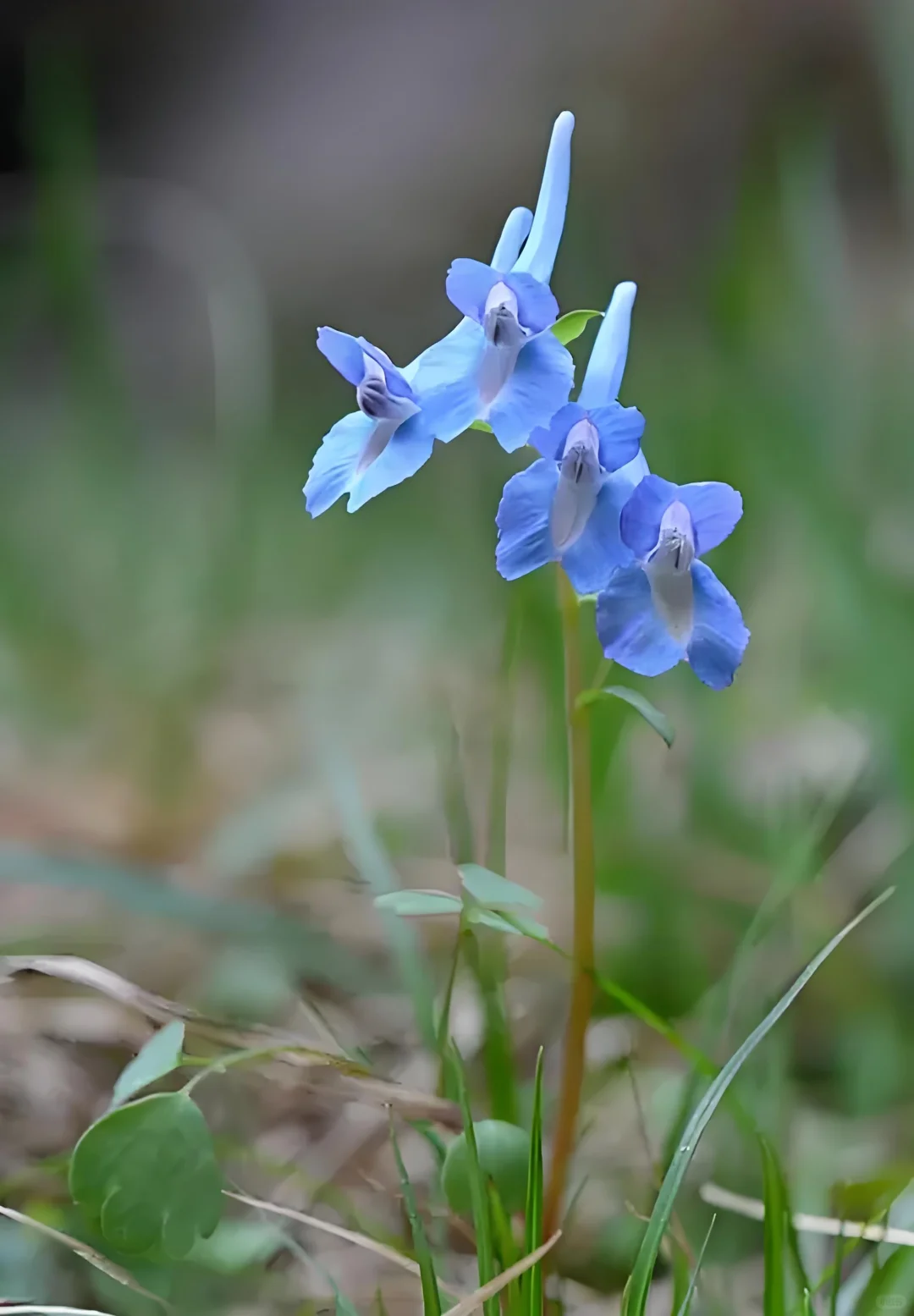 🦜 Corydalis Caudata Seeds 🌼