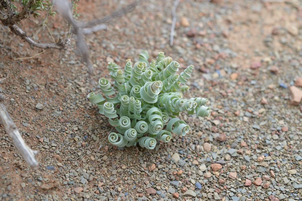 Wide-leaf Spring Onion Bulb (Albuca concordiana) 🌱🌸