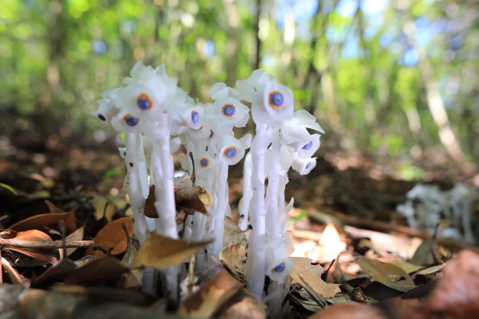 🌿 Angraecum equitans Seeds