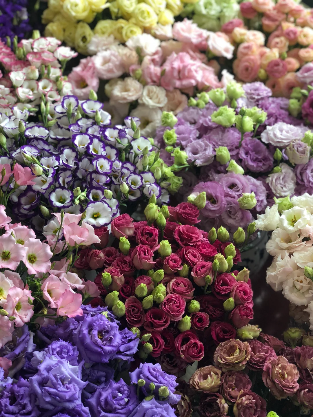 🌷Lisianthus Seeds 🌈The Star of Your Garden