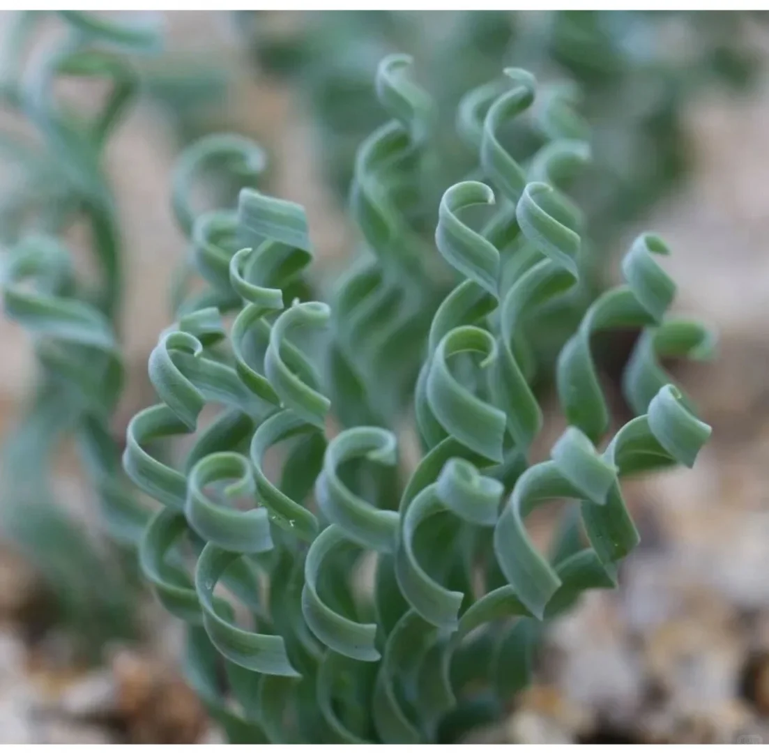 Wide-leaf Spring Onion Bulb (Albuca concordiana) 🌱🌸