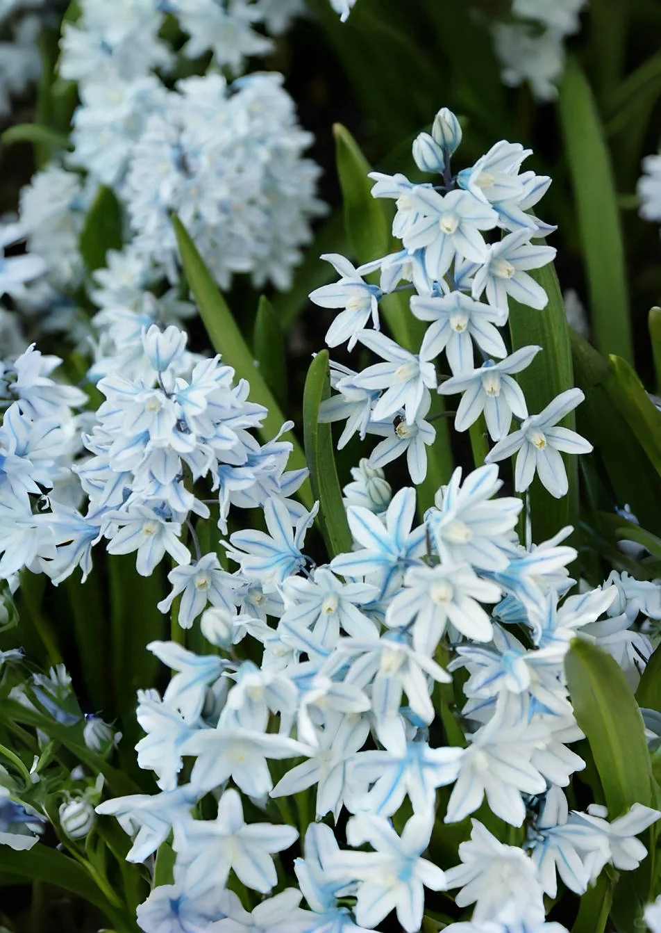 🌸 Puschkinia Scilloides Bulbs - Graceful Blooms to Brighten Early Spring 🌸