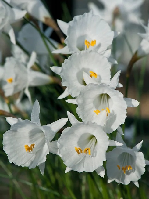 Apron Daffodil Bulbs💎 The Elegance of a Vintage Petticoat