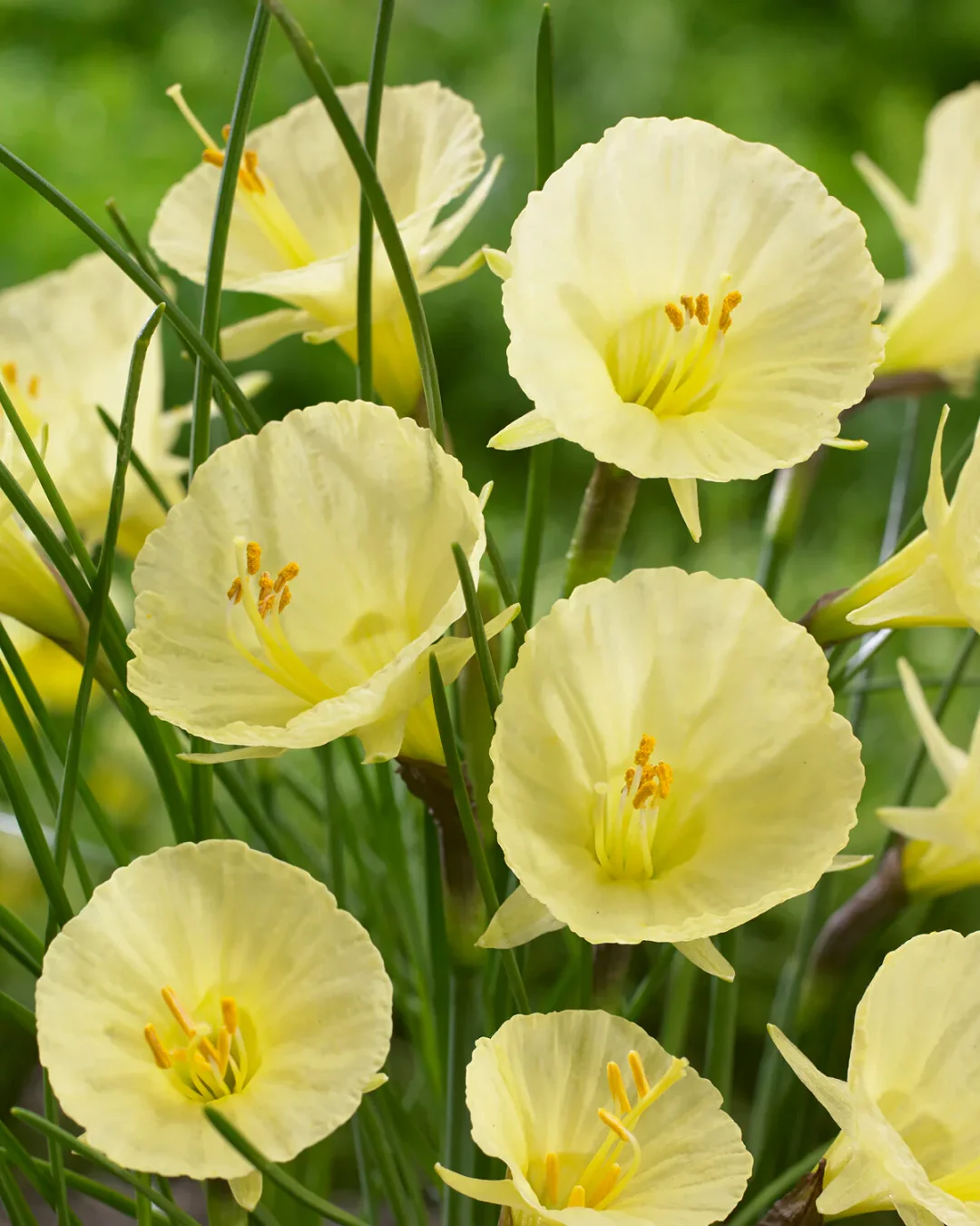Apron Daffodil Bulbs💎 The Elegance of a Vintage Petticoat