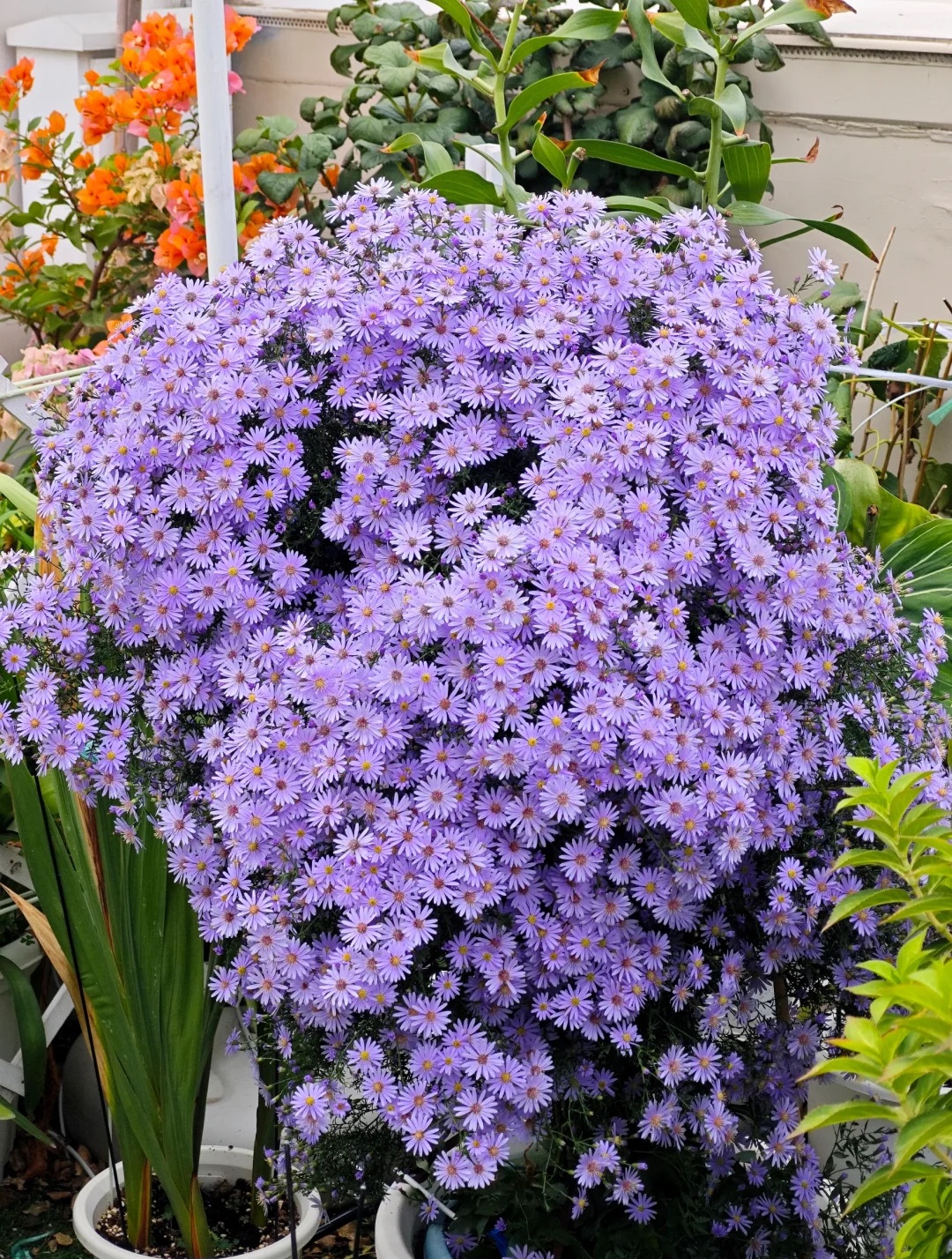 Purple NEW ENGLAND ASTER (Michaelmas Daisy) Aster Novae var Angliae Flower Seeds