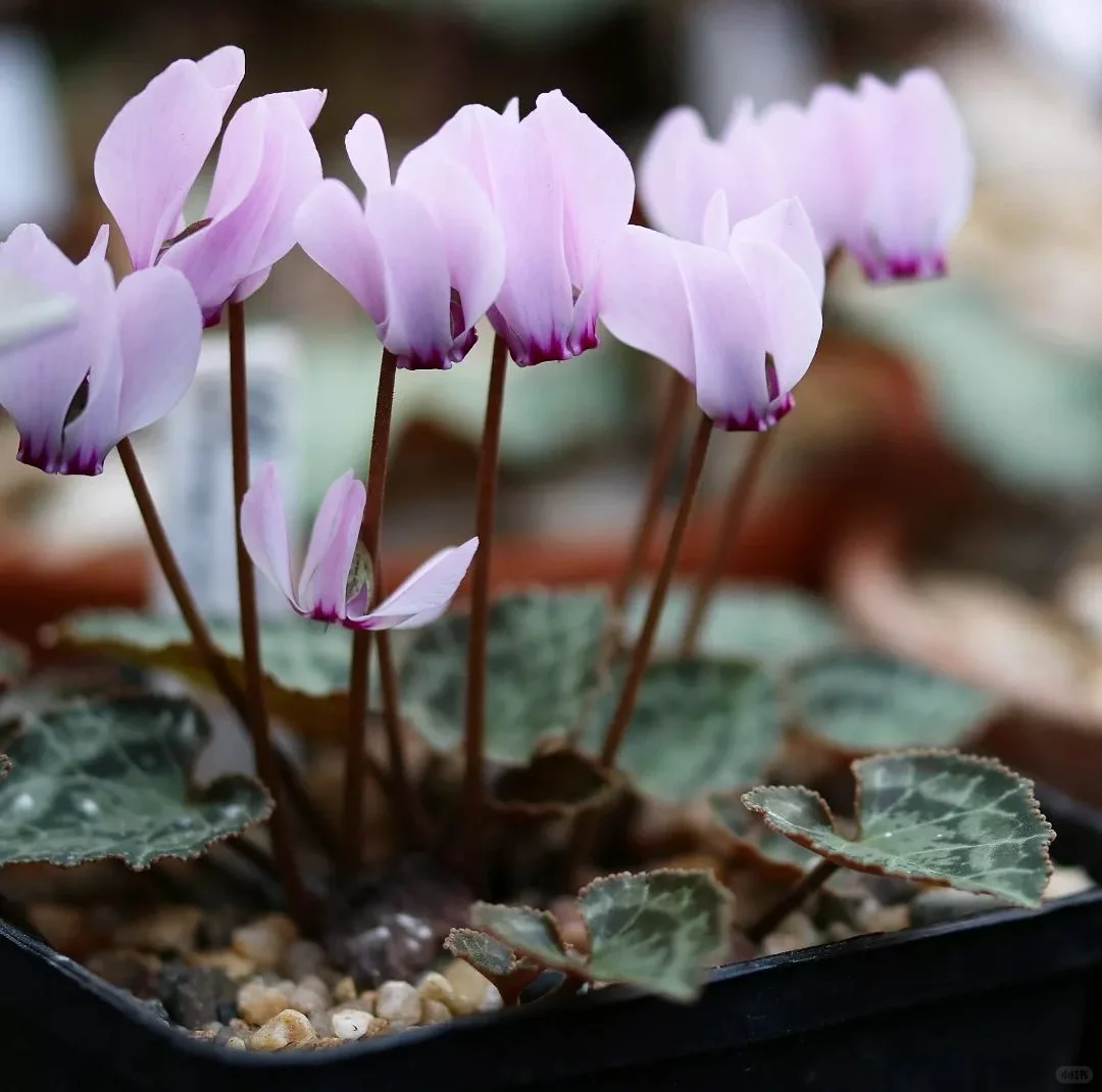 🌱Lachenalia Aloides Seeds🦋