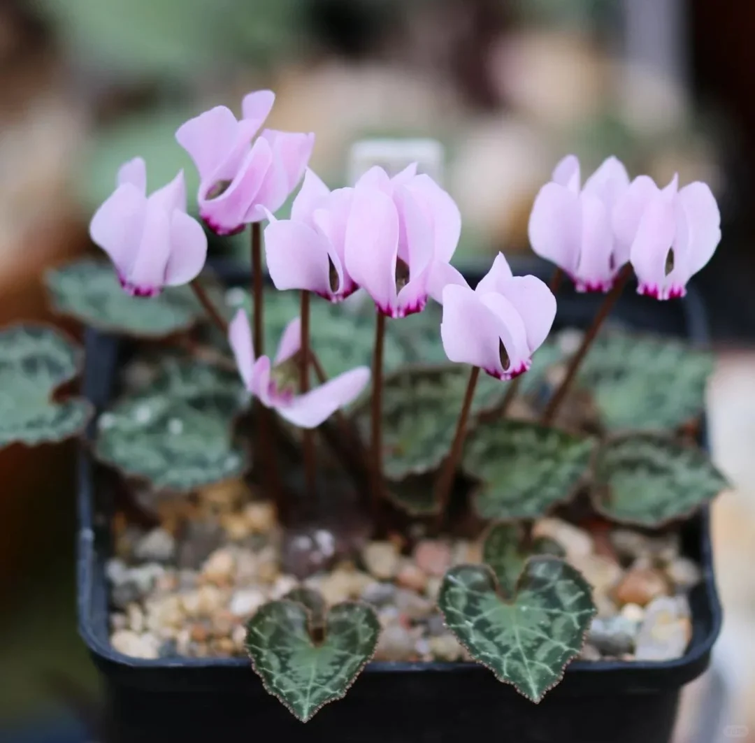 🌱Lachenalia Aloides Seeds🦋