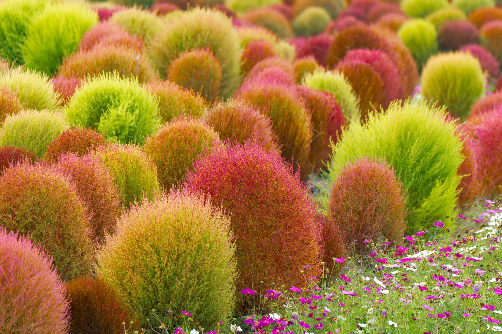 ✨High Germination🌳Kochia Scoparia Seeds