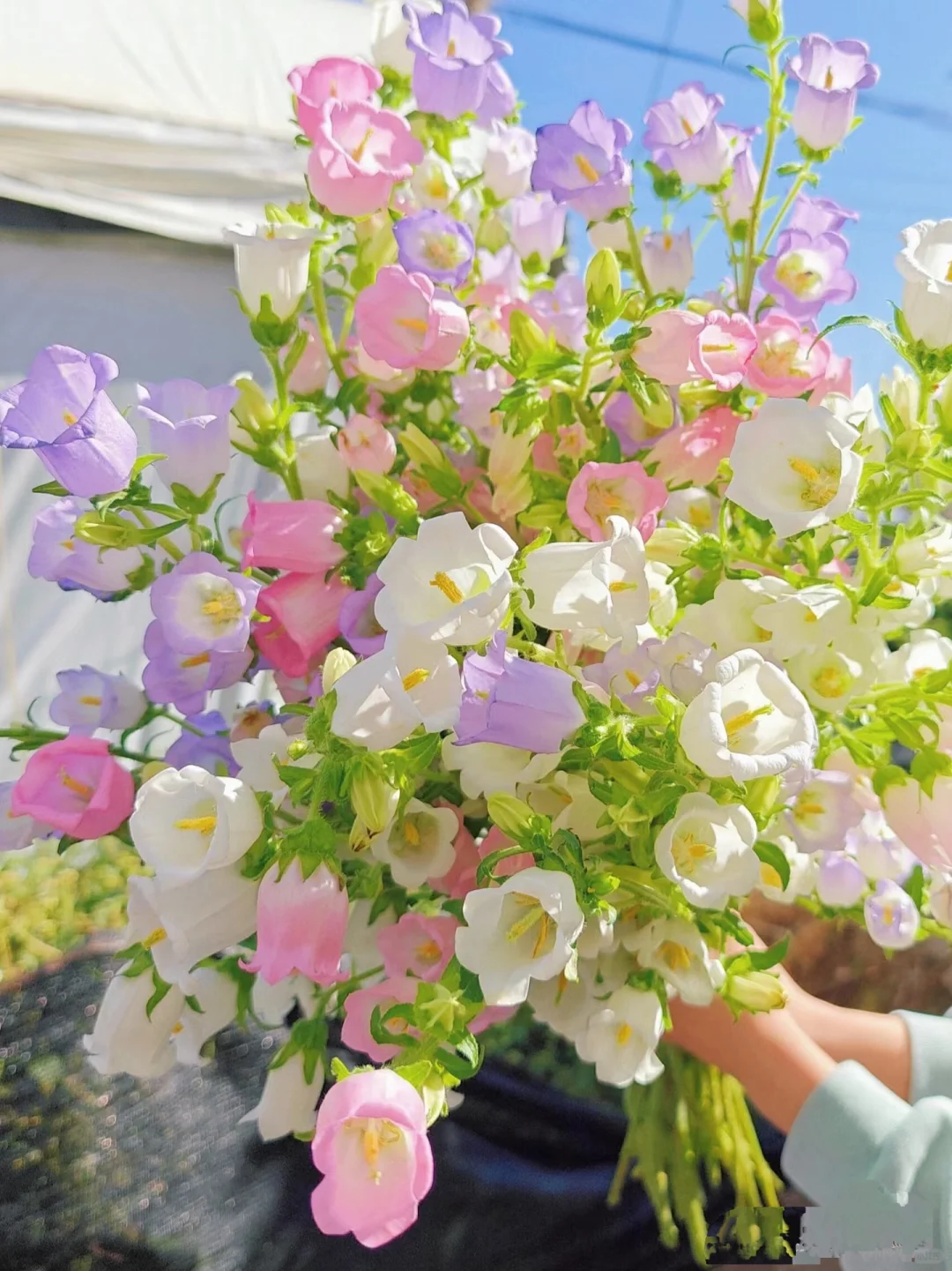 Bellflower Seeds/Canterbury Bells Seeds
