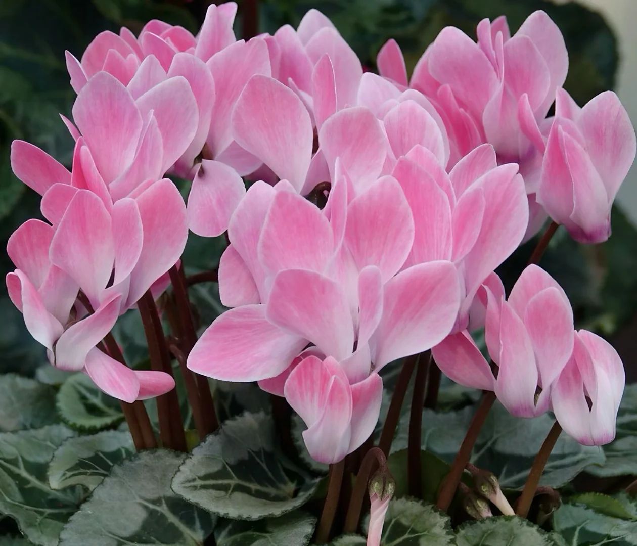 🌱Lachenalia Aloides Seeds🦋