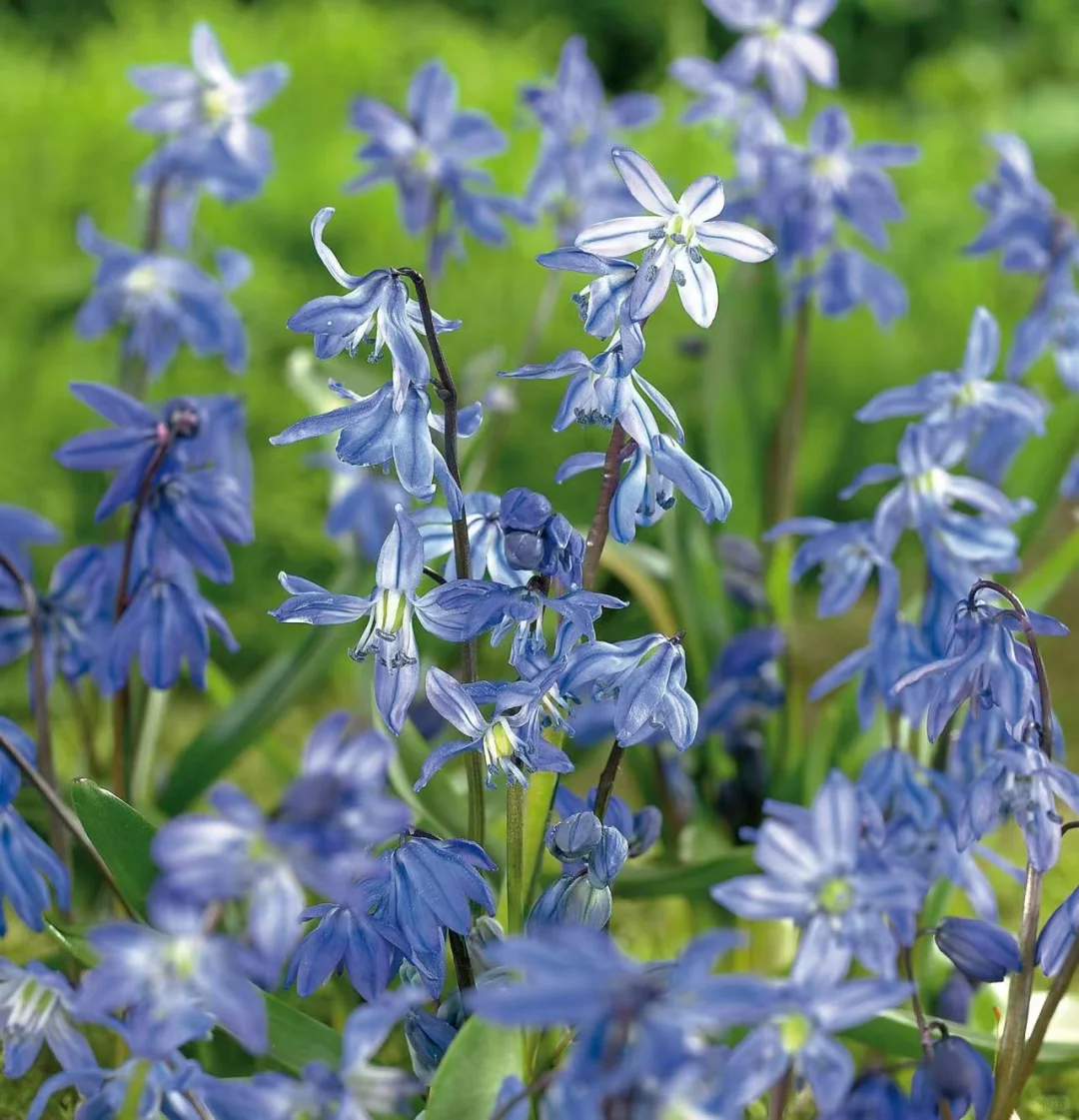 🌷 Siberian Squill Bulbs – A Delightful Touch of Spring for Your Garden 🌼