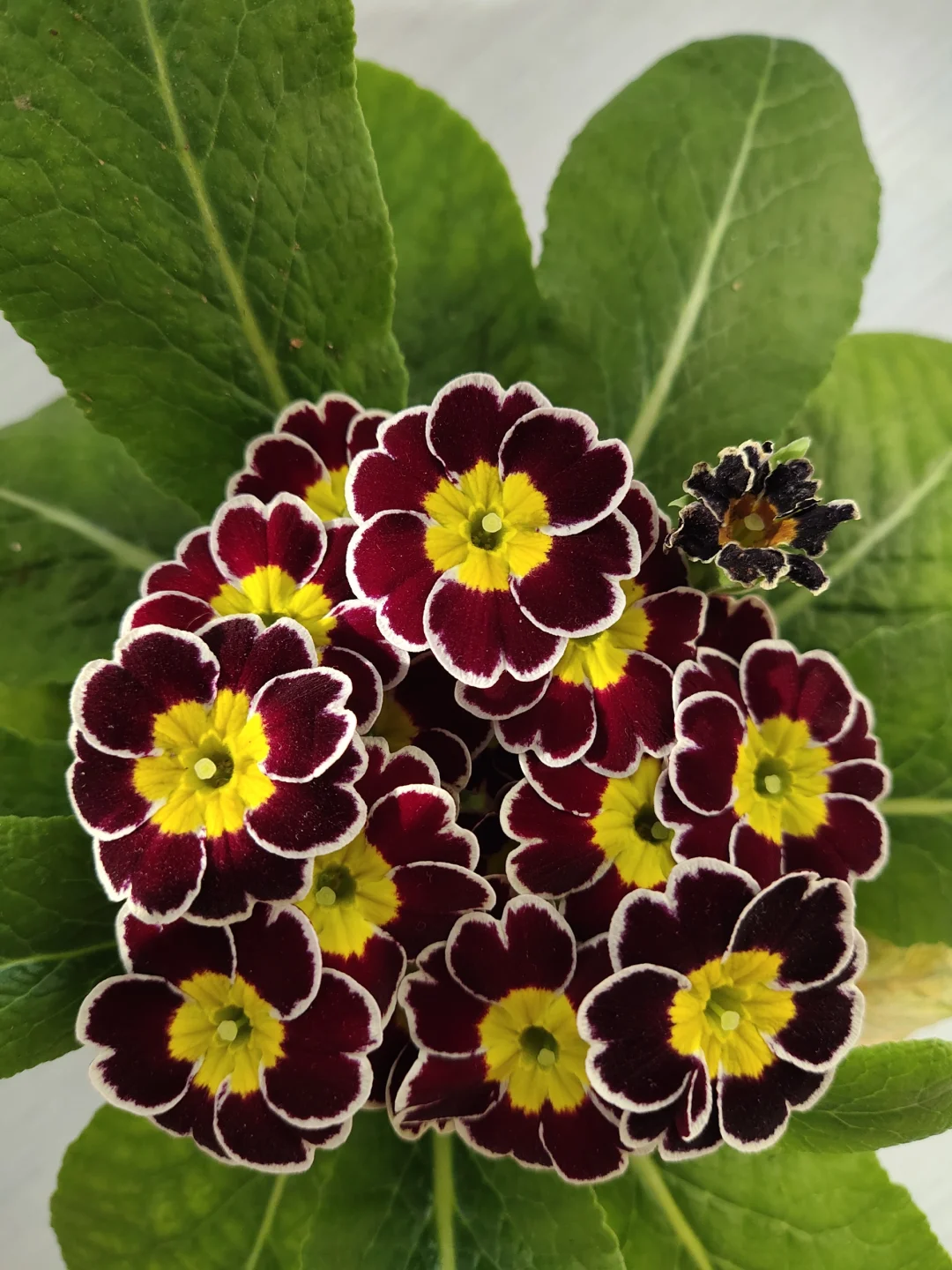 Low light 🌼 Small balcony 🌸 Plant it 🌹 Primrose
