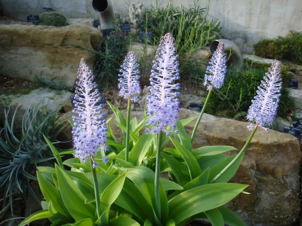 🌟Scilla madeirensis Bulbs – Bring Exotic Elegance to Your Garden!🌟