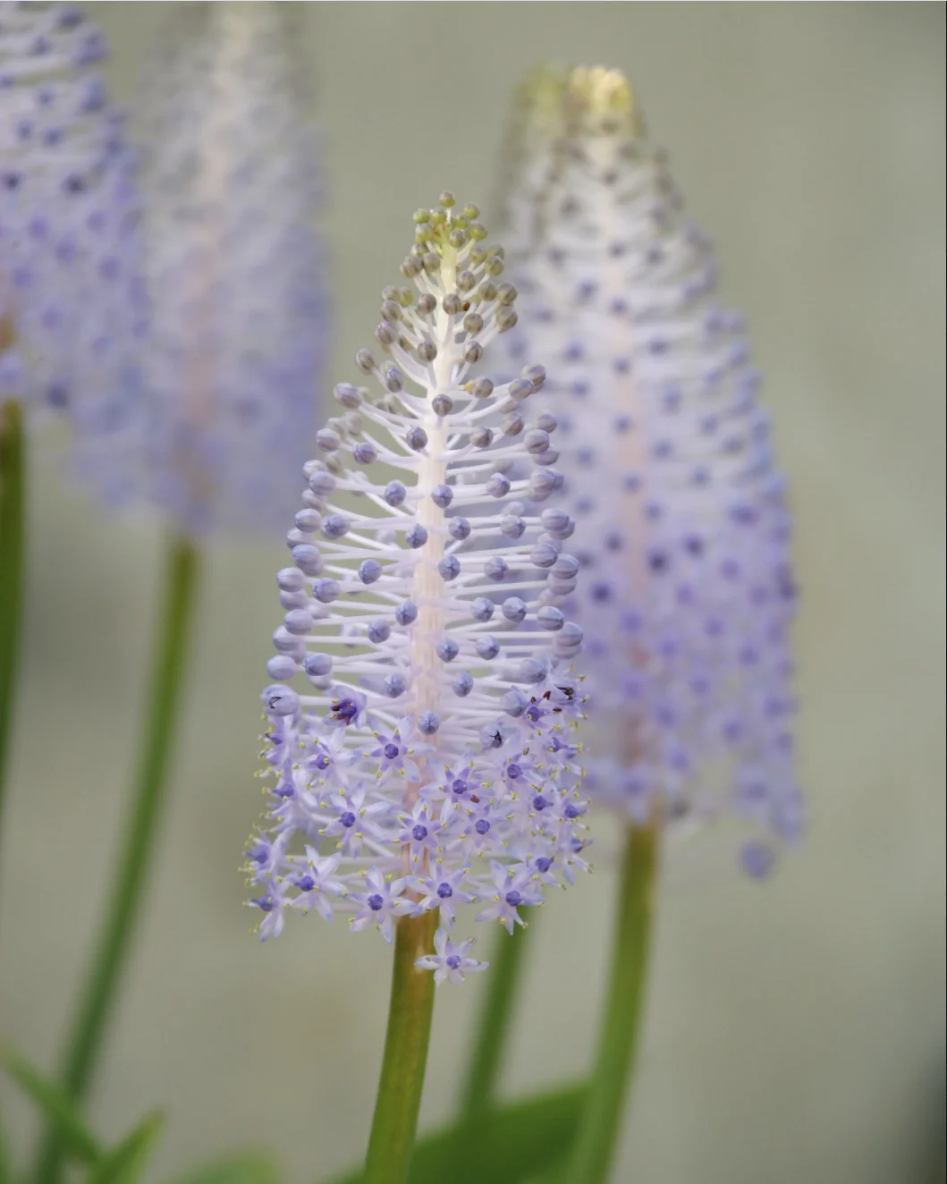 🌟Scilla madeirensis Bulbs – Bring Exotic Elegance to Your Garden!🌟