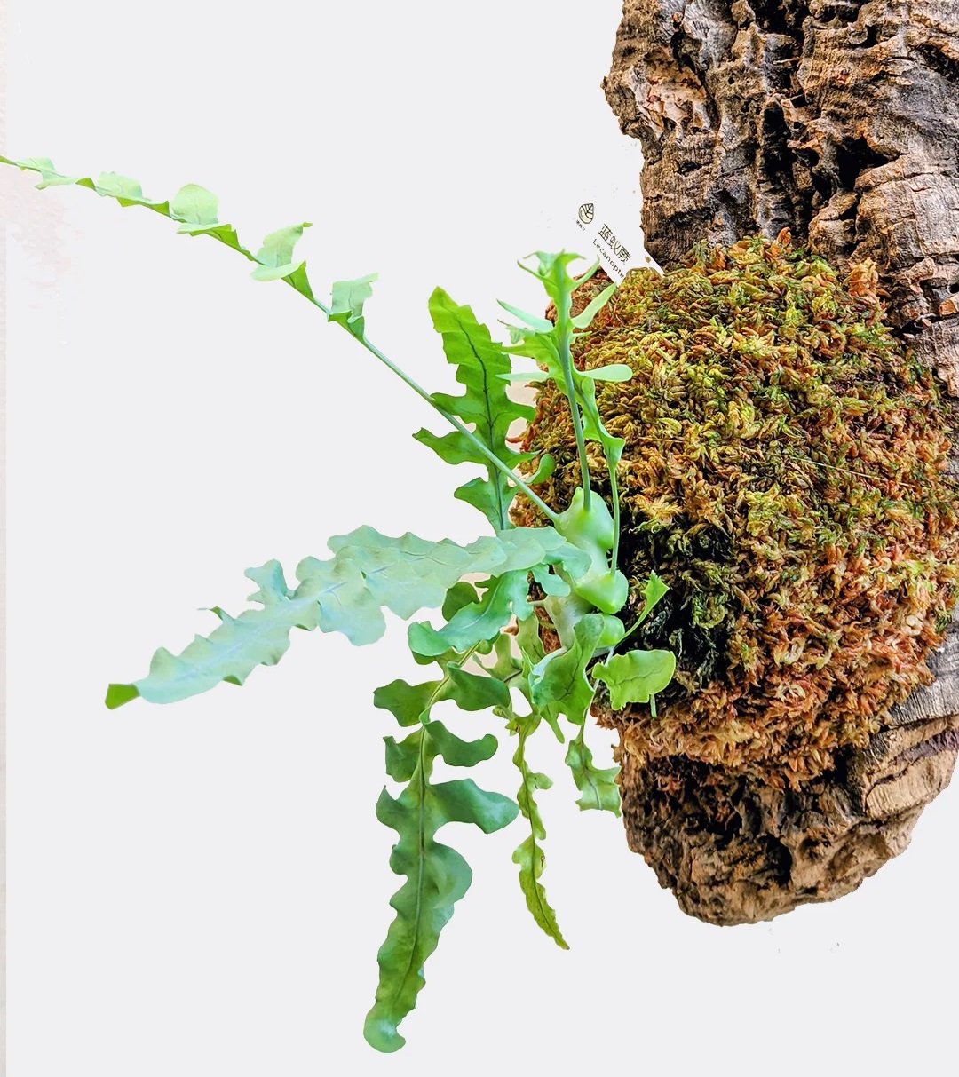 Lecanopteris deparioides – The Enchanting Blue Ant Fern