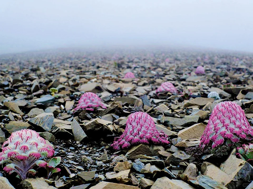 Saussurea Medusa Seeds🌼 Guardian of the Peaks