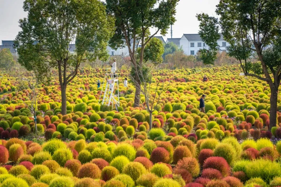 ✨High Germination🌳Kochia Scoparia Seeds