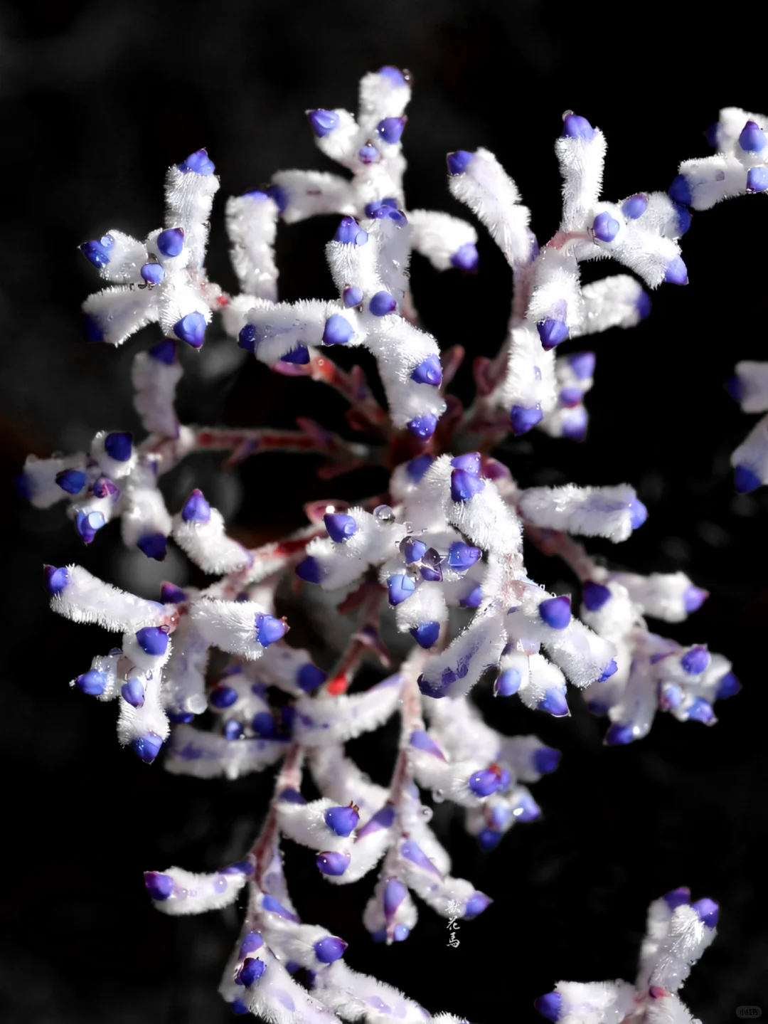 Conospermum triplinervium Seeds🌿✨ Pale Blue Mist