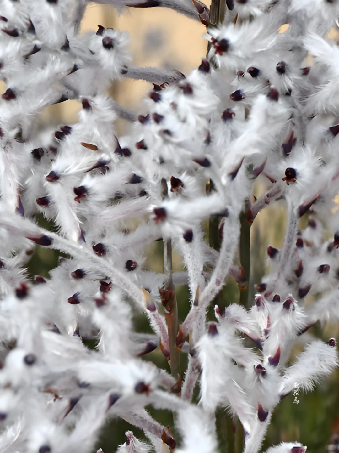 Conospermum triplinervium Seeds🌿✨ Pale Blue Mist