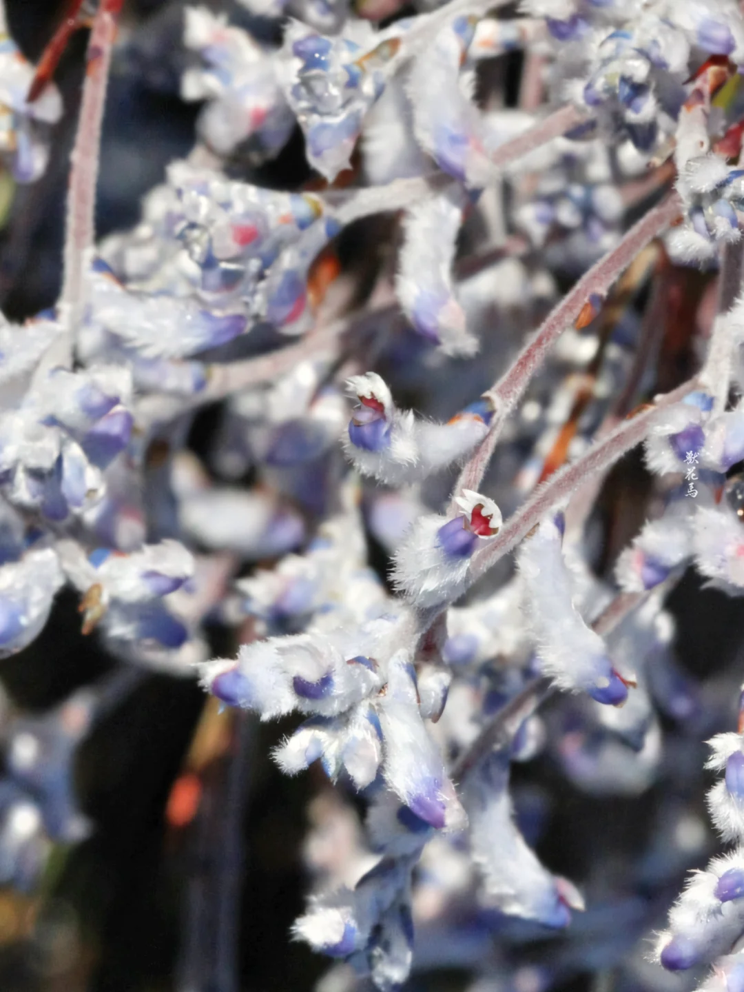 Conospermum triplinervium Seeds🌿✨ Pale Blue Mist