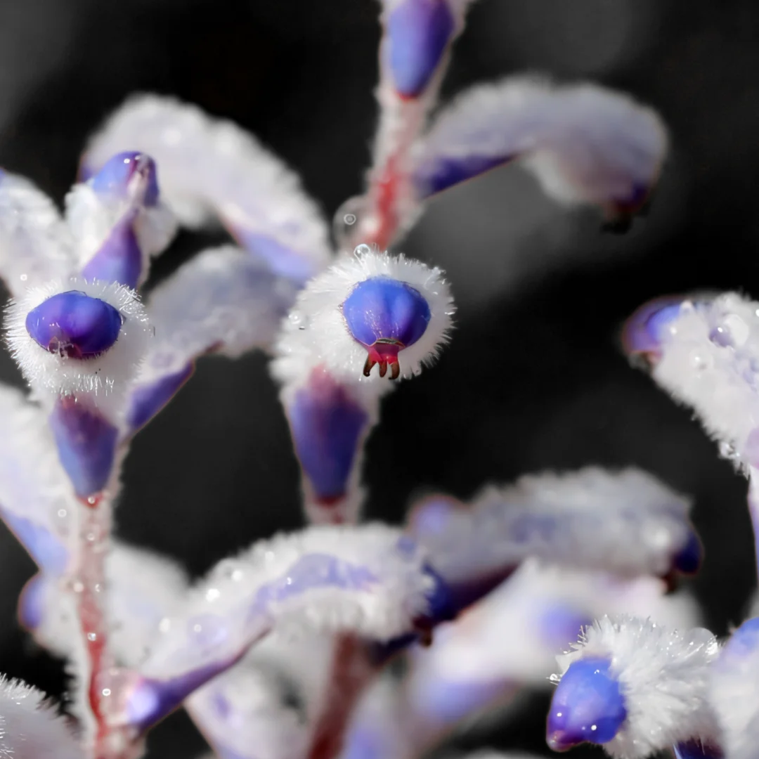 Conospermum triplinervium Seeds🌿✨ Pale Blue Mist