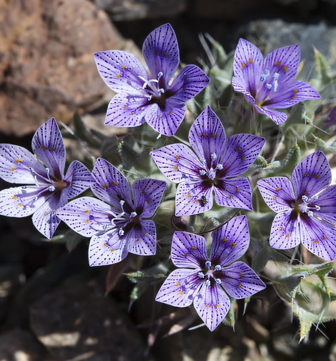🌵✨ Langloisia setosissima – The Desert Starlight Bloom ✨🌵