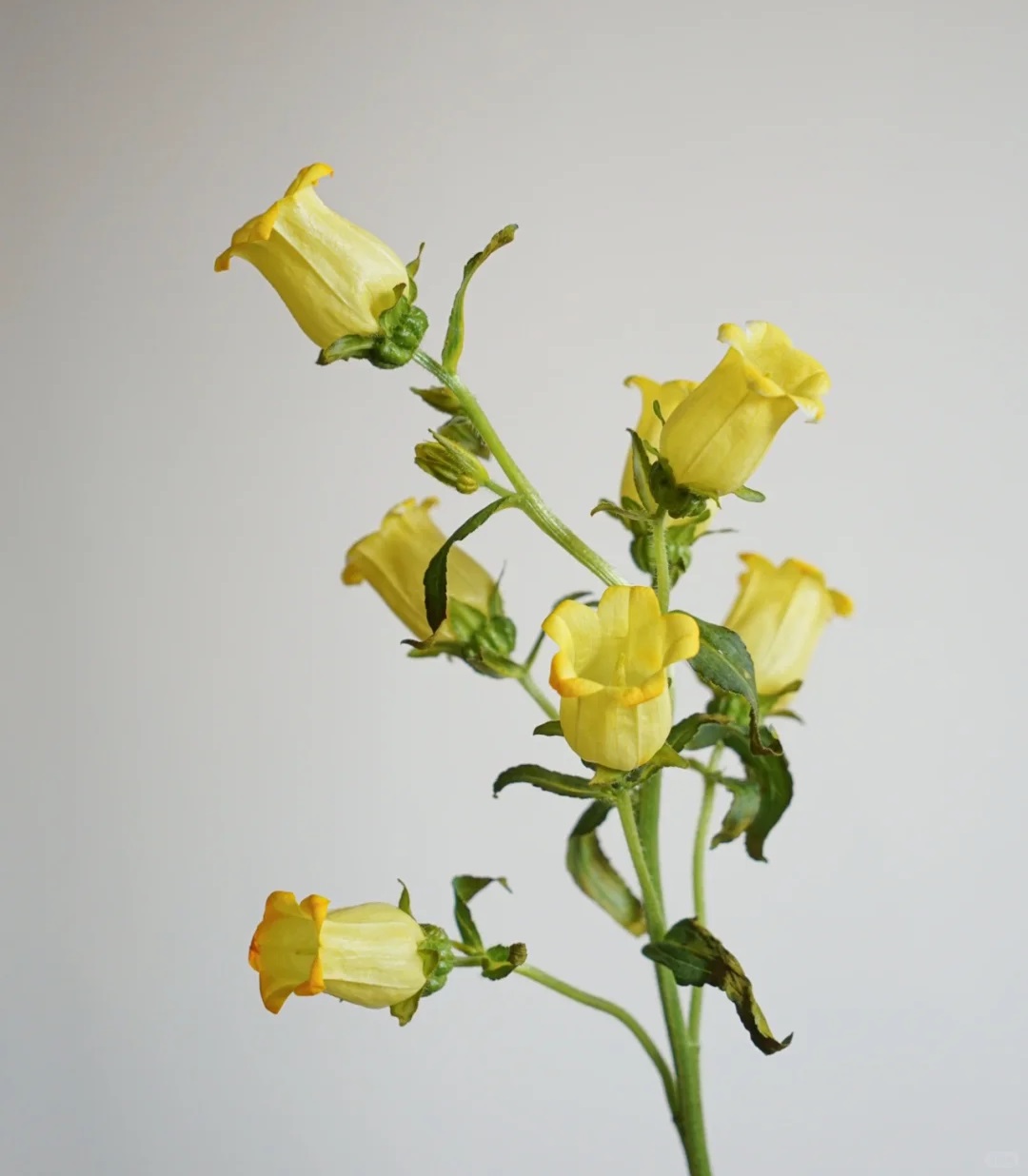 Bellflower Seeds/Canterbury Bells Seeds