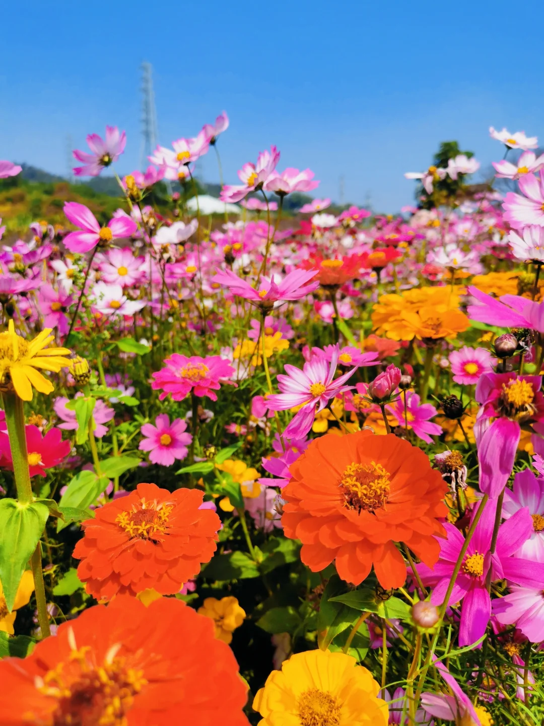 🌸 Mixed Perennial Flower Seeds - Over 60 Mixed Varieties🌱