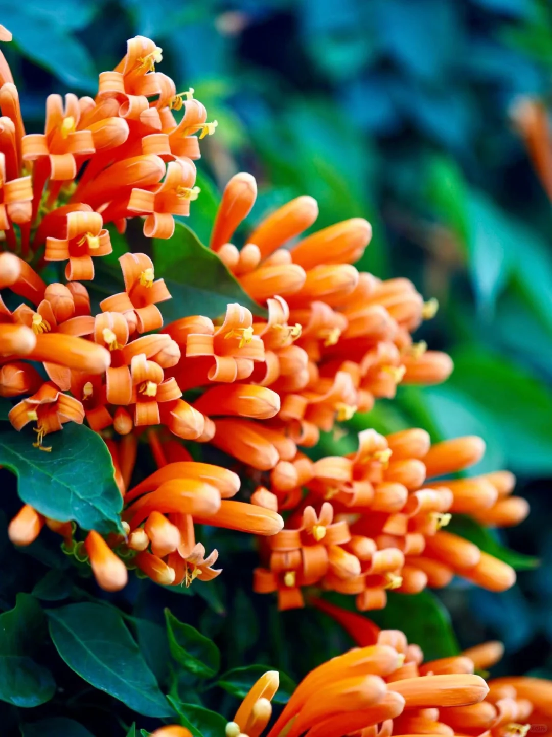 🌸 Flame Vine Seeds – Bring Fireworks to Your Garden🌸