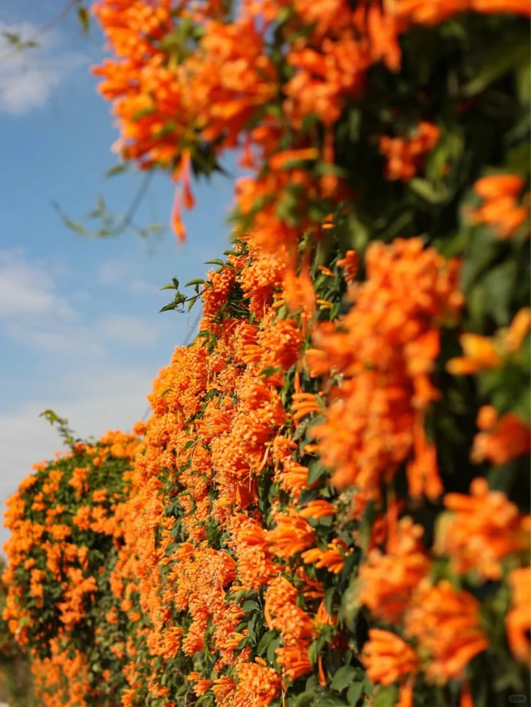 🌸 Flame Vine Seeds – Bring Fireworks to Your Garden🌸