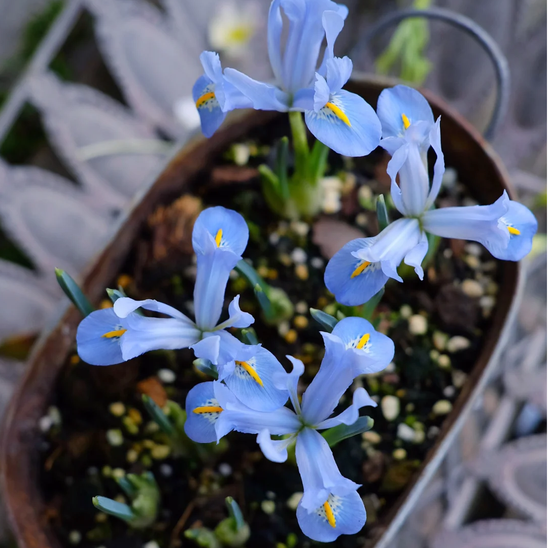 Reticulated Iris Bulbs ✨🌸The Tiny Early Bloomers for Winter-to-Spring Magic