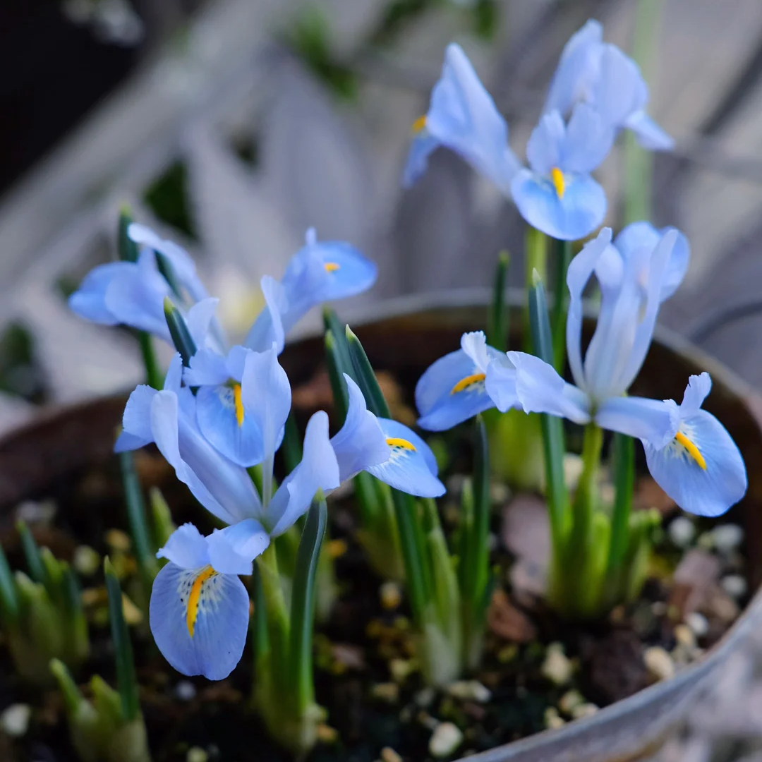 Reticulated Iris Bulbs ✨🌸The Tiny Early Bloomers for Winter-to-Spring Magic