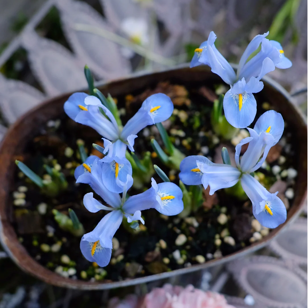 Reticulated Iris Bulbs ✨🌸The Tiny Early Bloomers for Winter-to-Spring Magic