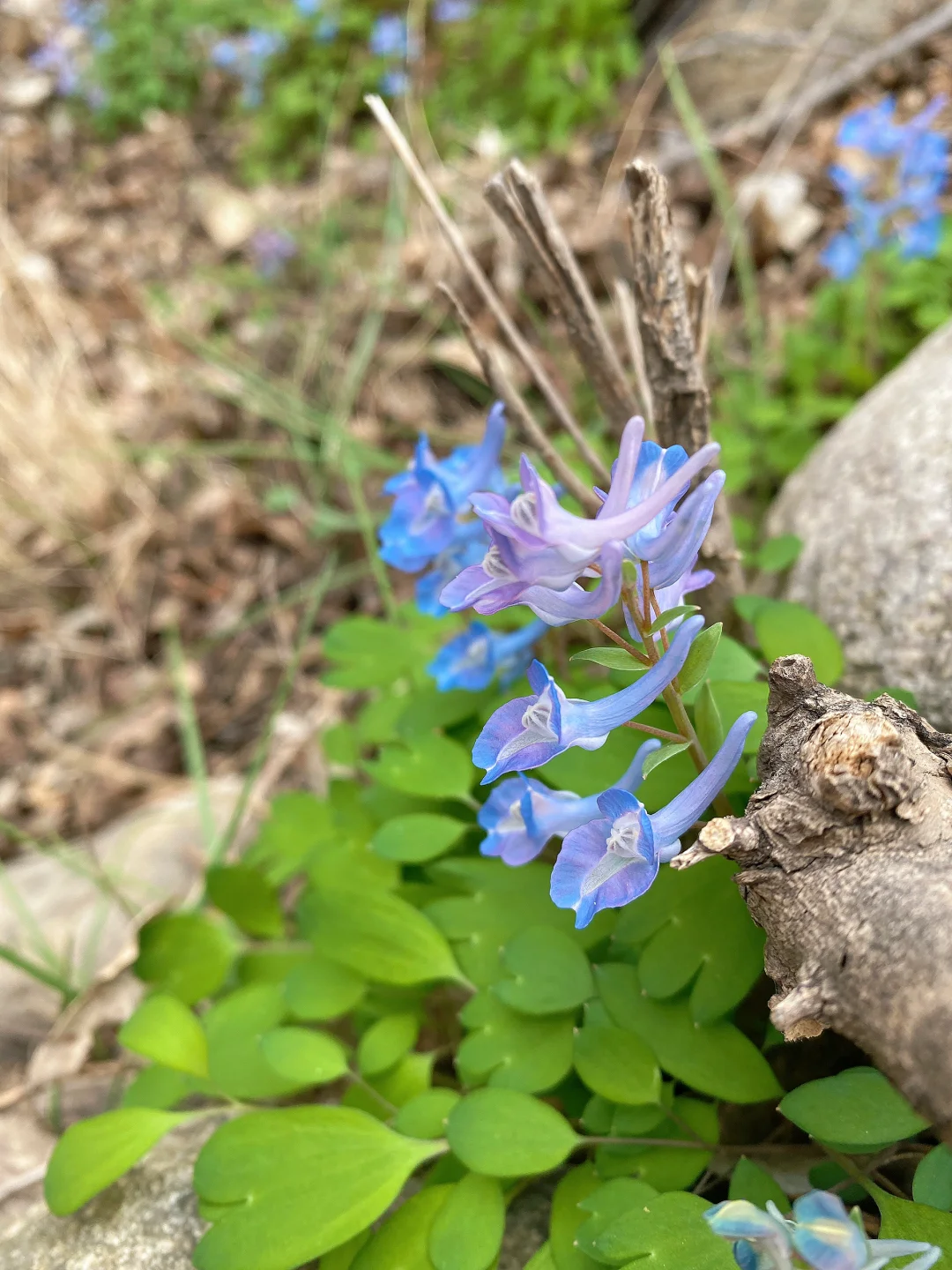 🦜 Corydalis Caudata Seeds 🌼