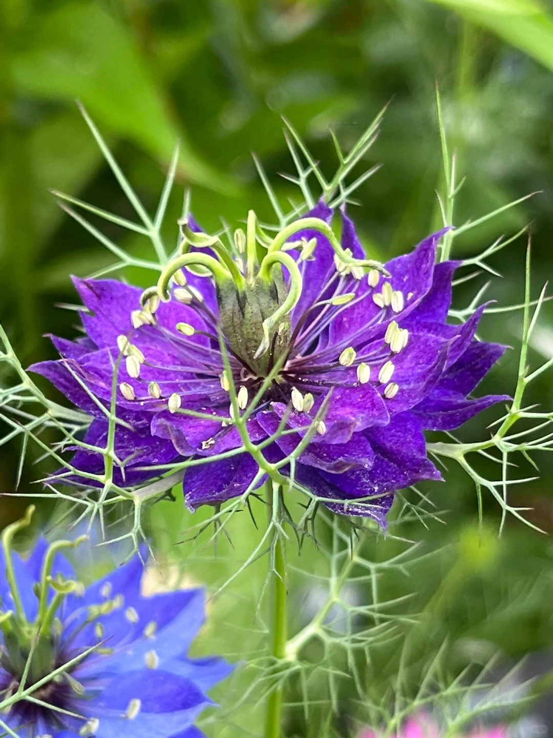 🌿 Nigella sativa Flowers🦋 | Devil-in-the-Bush Seeds