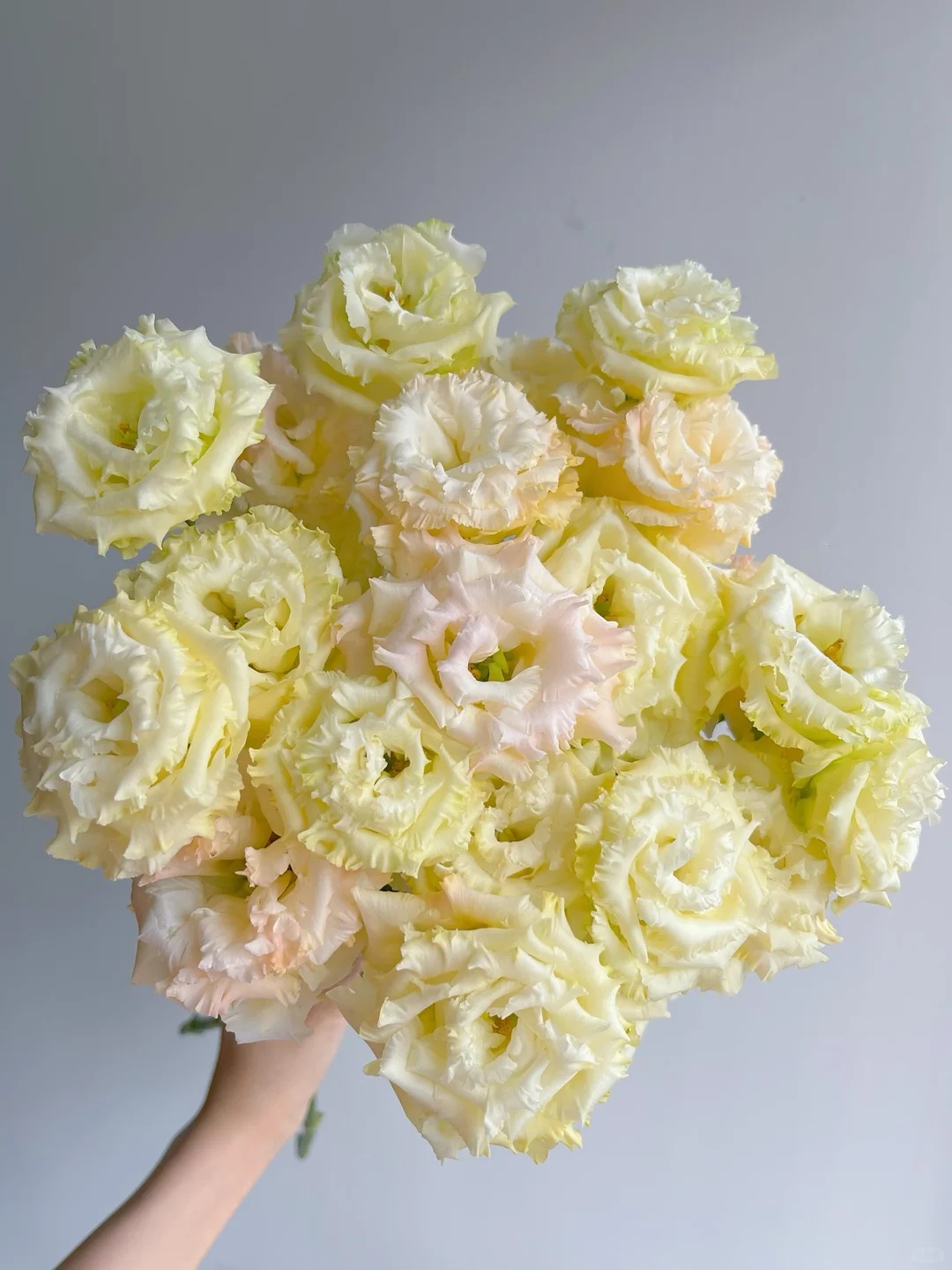 🌷Lisianthus Seeds 🌈Year-Round Double Blooms🌟