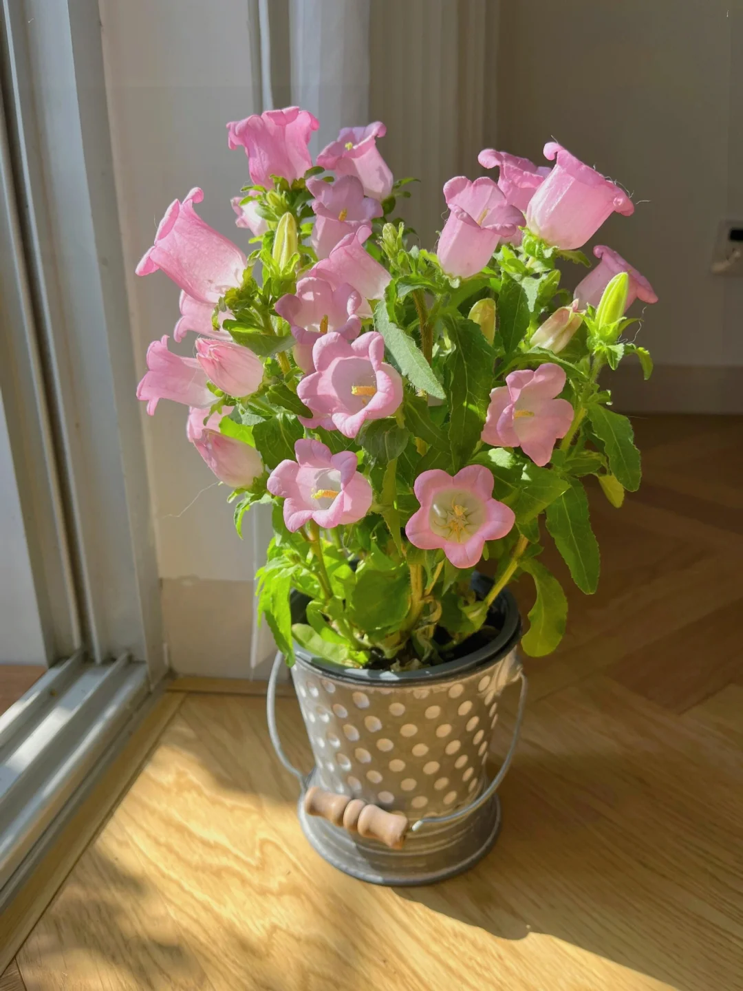 Bellflower Seeds/Canterbury Bells Seeds