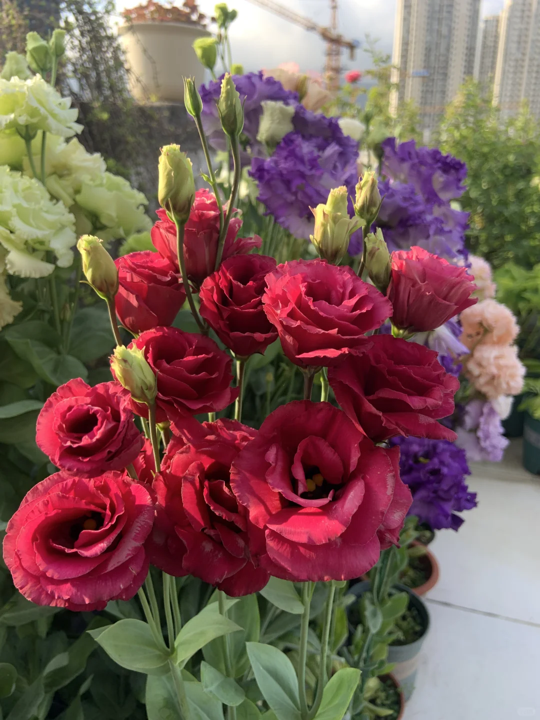 🌷Lisianthus Seeds 🌈Year-Round Double Blooms🌟