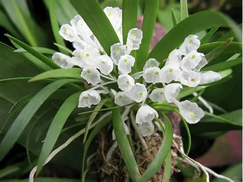 🌿 Angraecum equitans Seeds 💎 Epiphytic Orchid Wonder