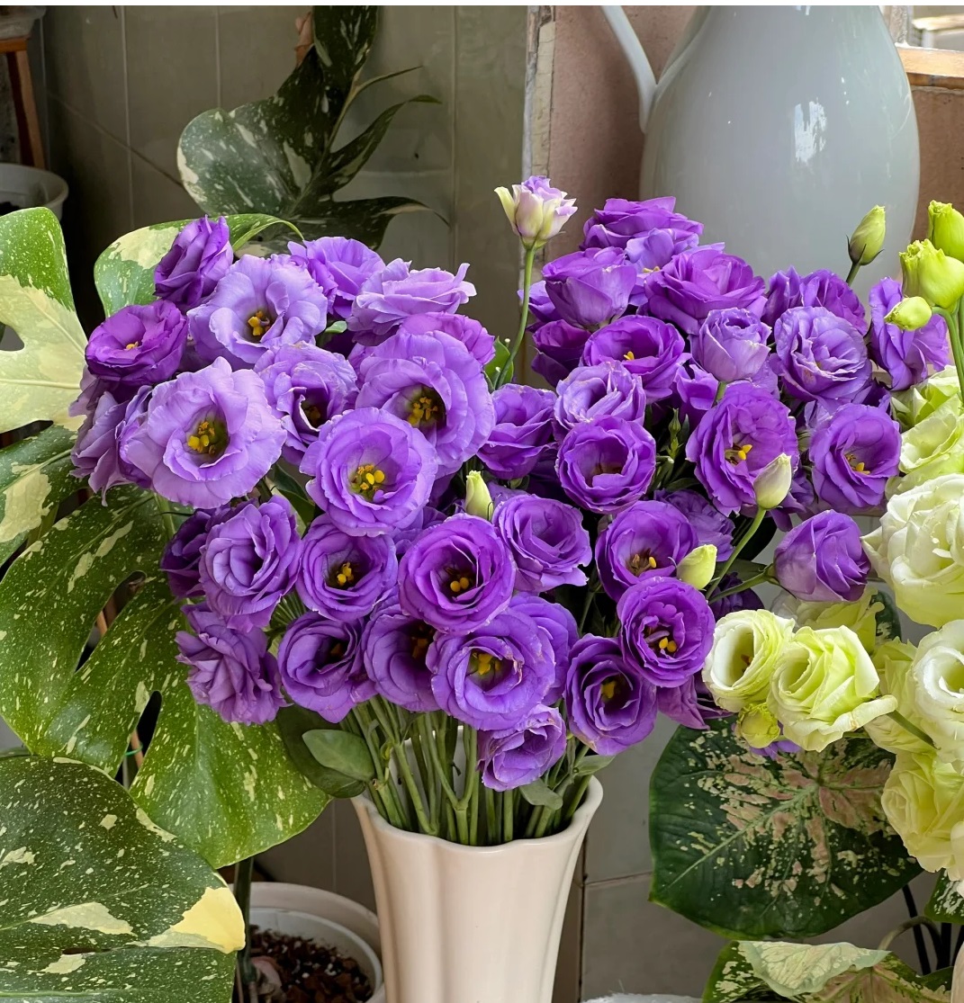 🌷Lisianthus Seeds 🌈The Star of Your Garden