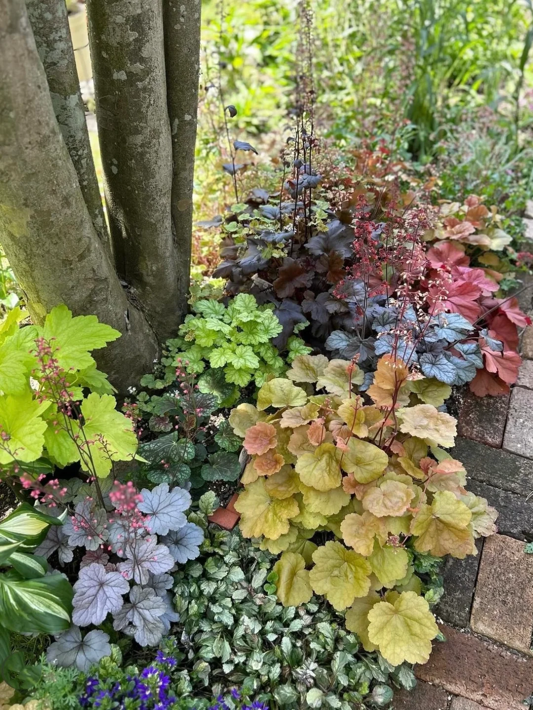 Heuchera Seeds: Nature’s Kaleidoscope in Your Garden! 🍂